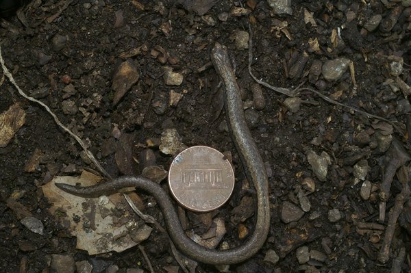 Ultimate Guide to Selecting the Ideal Earrings for Your High Collar Blouse